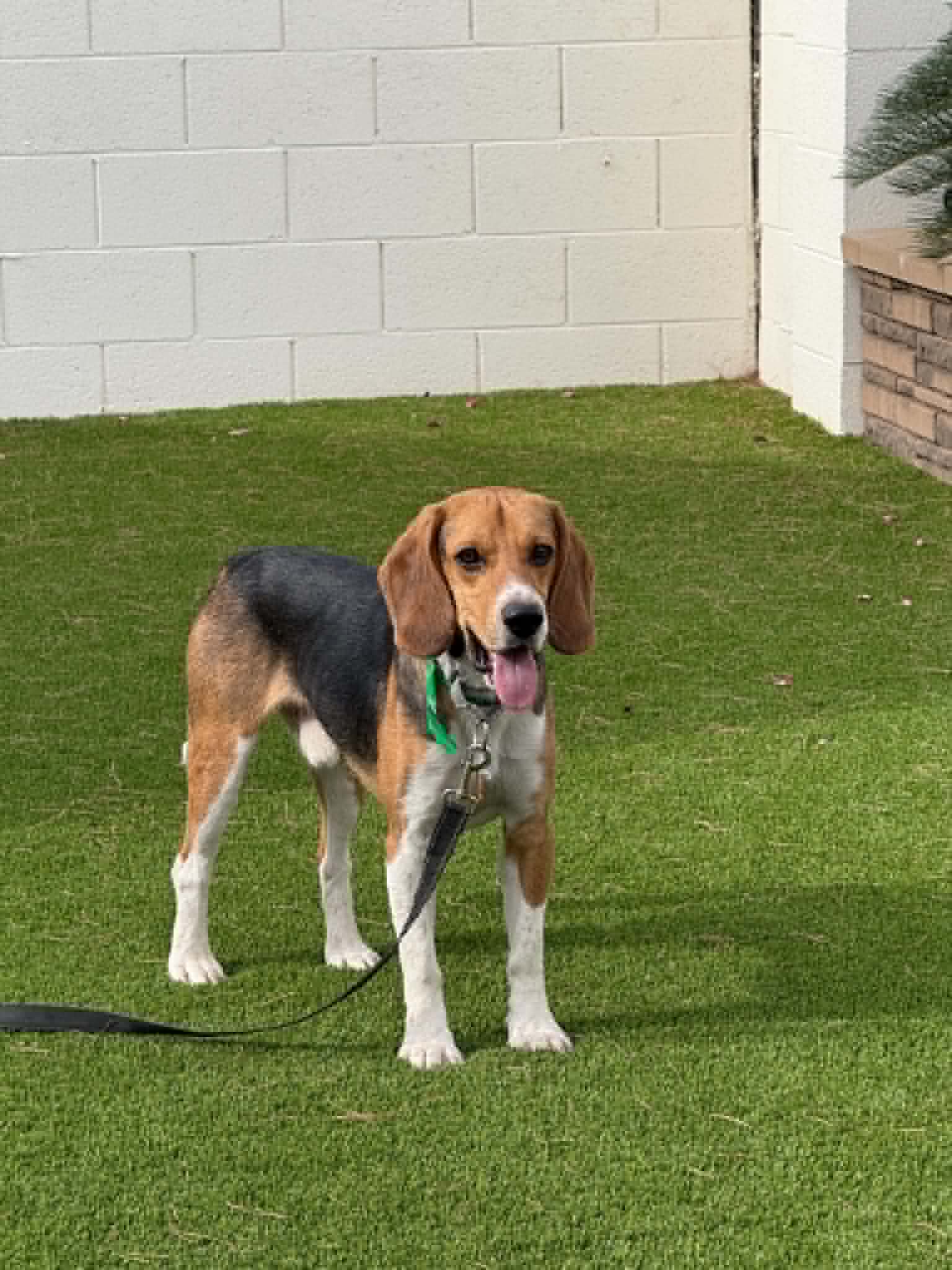 Rhapsody - Beagle