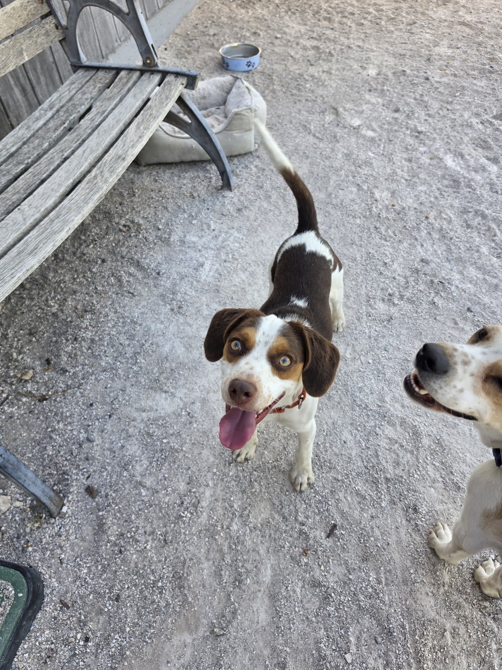 Arlington - Beagle