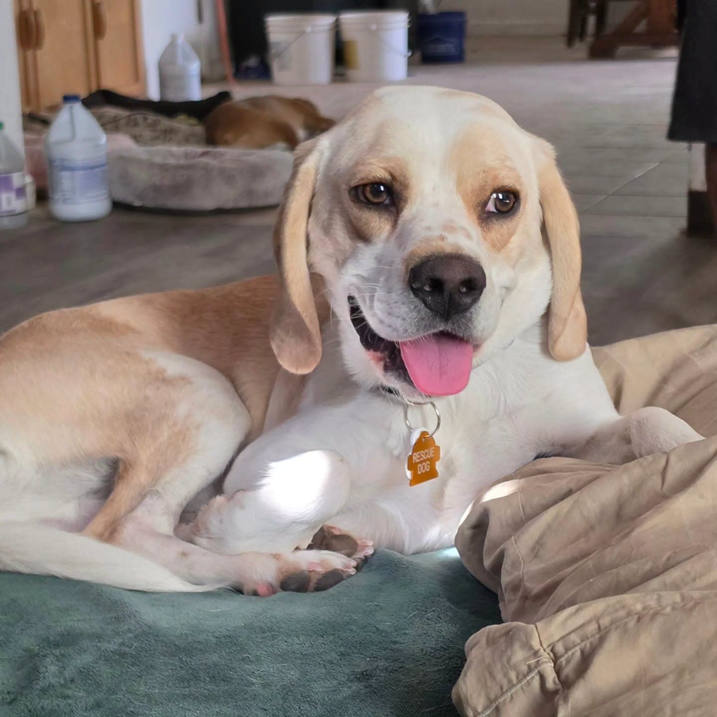 Washington - Beagle
