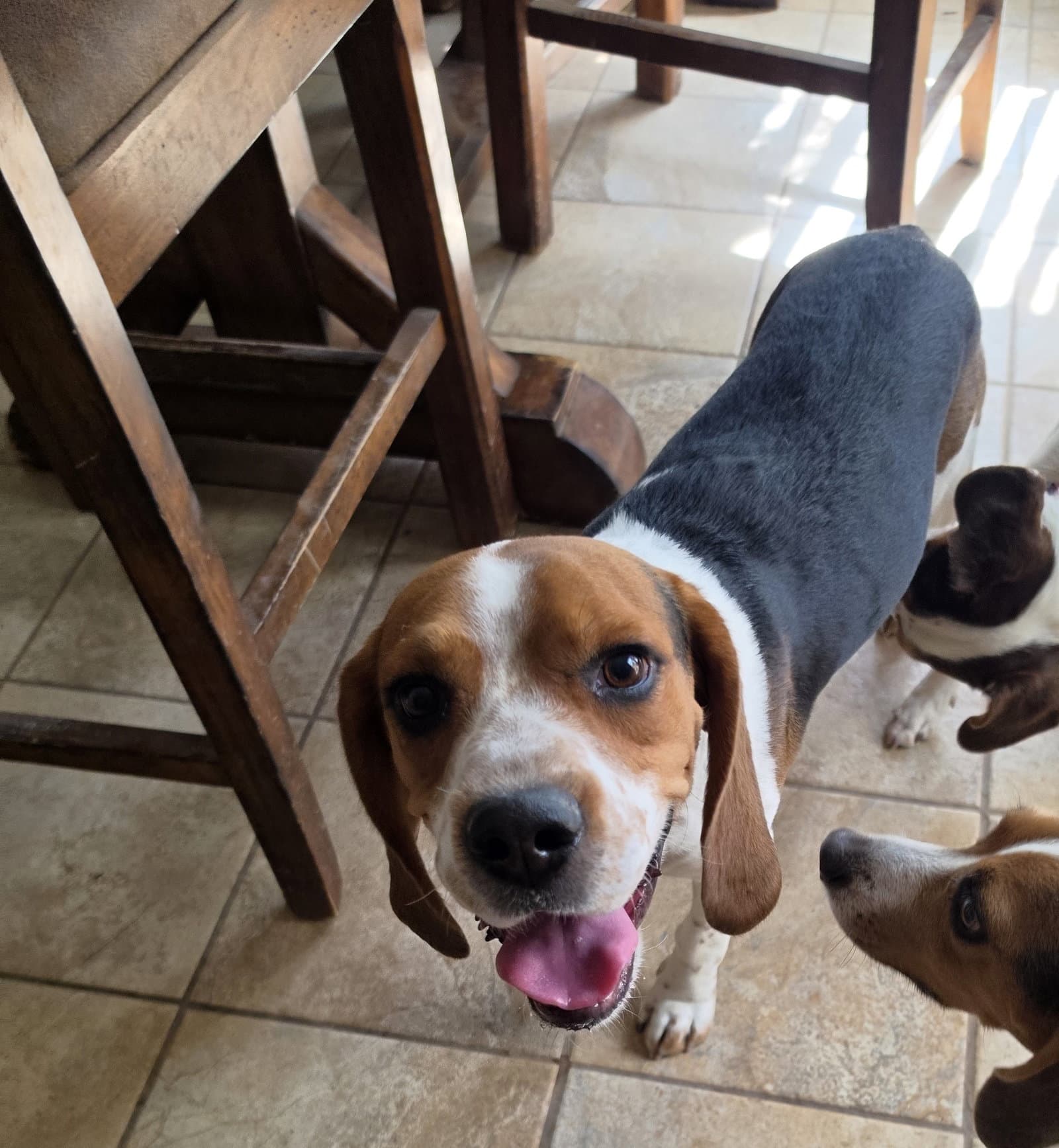 Lincoln - Beagle