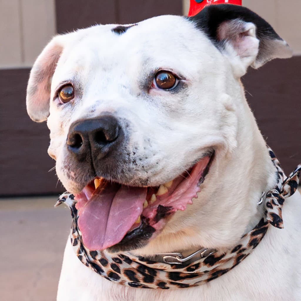 Molly - Adopt Me - American Staffordshire Terrier