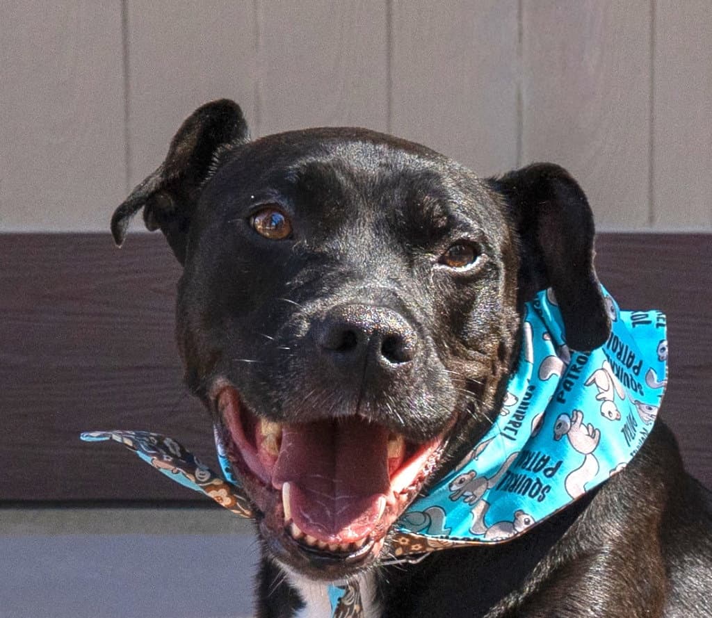 Chance Courtesy Post - Foster Or Adopt Me - Labrador Retriever