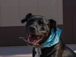 Chance Courtesy Post - Foster Or Adopt Me image 4