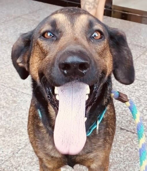 Tesla Courtesy Post - Adopt Me - Shepherd