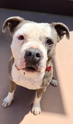 Gale - Adopt Me image 2