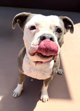 Gale - Adopt Me image 3