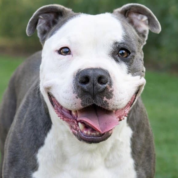 Gale - Adopt Me - American Staffordshire Terrier