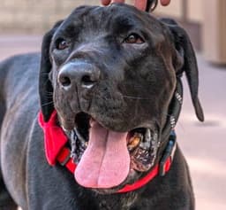 Dudley-Special Needs - Adopt Me image 1
