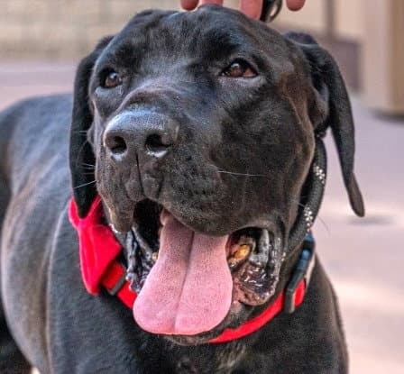 Dudley-Special Needs - Adopt Me - Mastiff