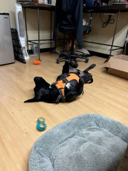 Dudley-Special Needs - Adopt Me image 2
