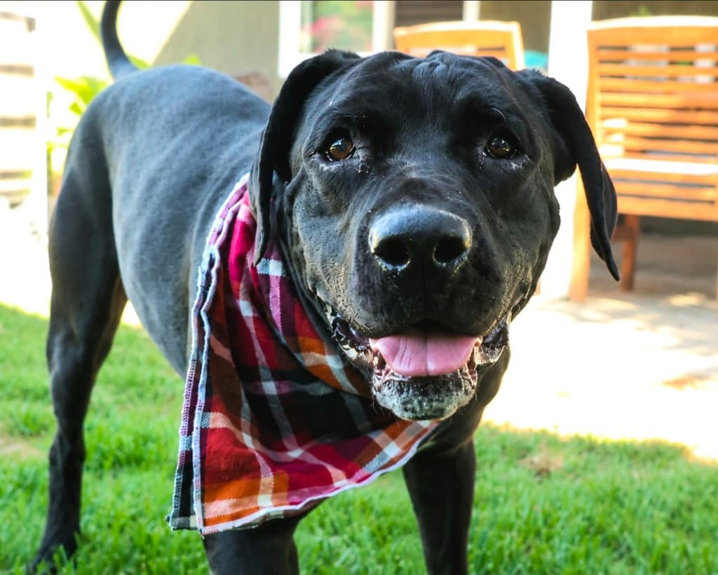 Dudley-Special Needs - Adopt Me - Cane Corso Mastiff