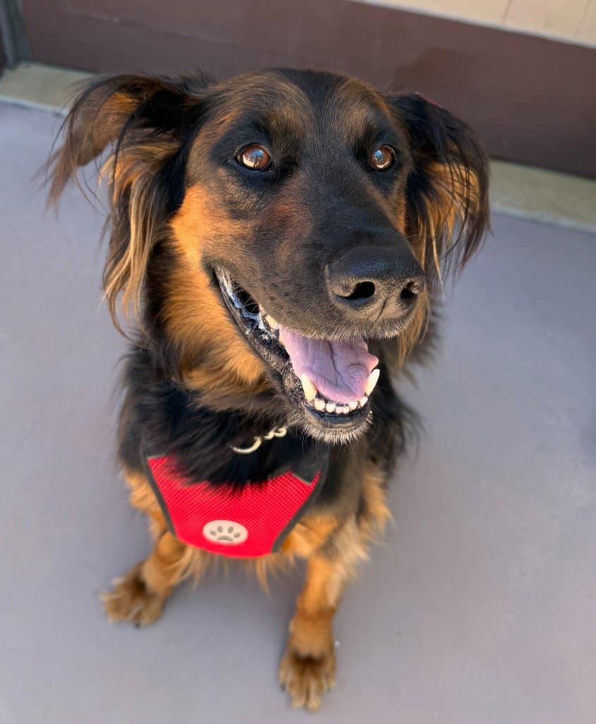 Daisy Ann - Adopt Me - German Shepherd Dog