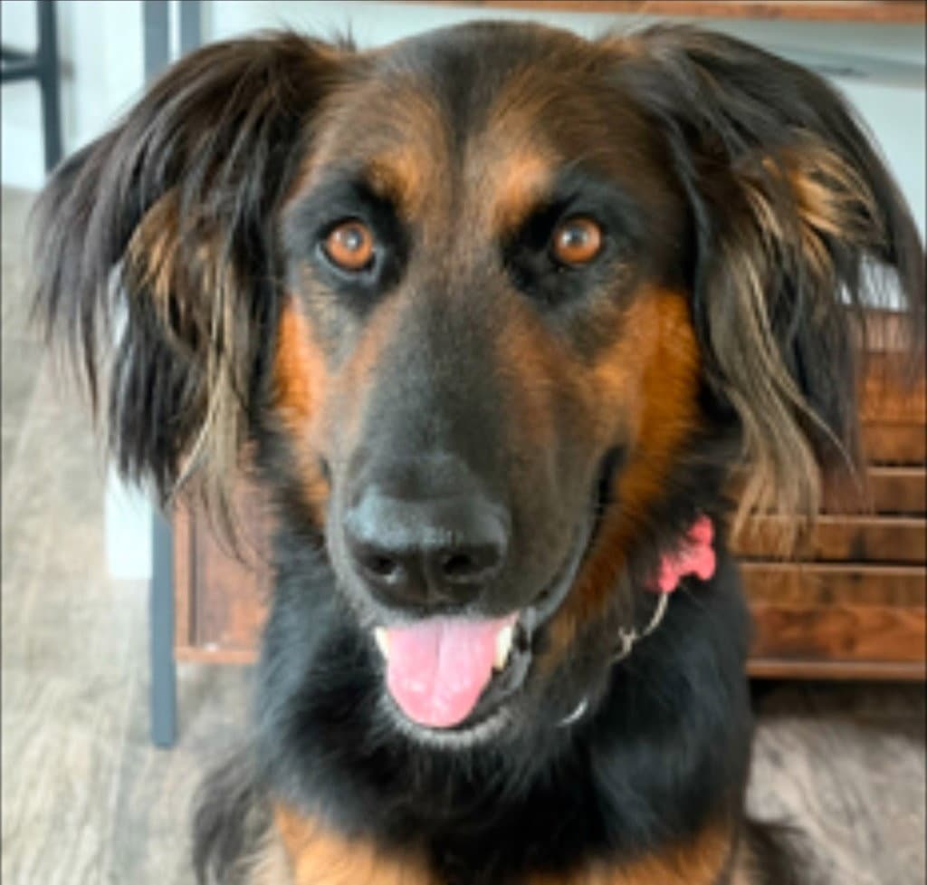 Daisy Ann - Adopt Me - German Shepherd Dog