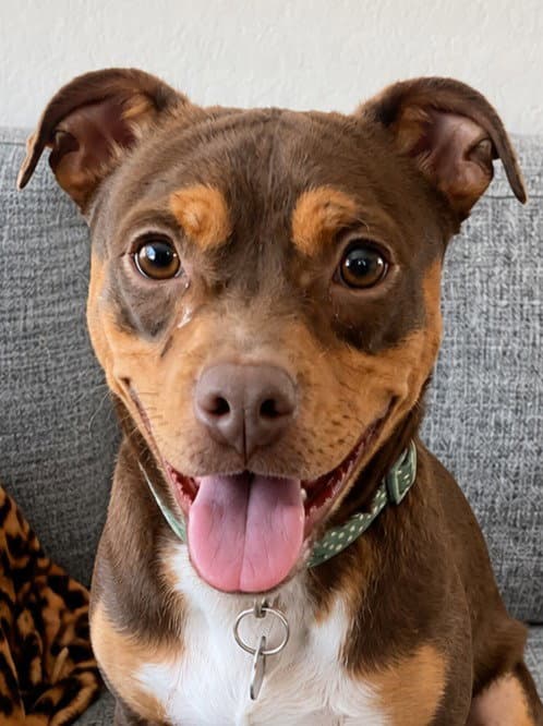 Pita - Adopt Me - Chihuahua