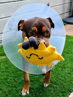 Pita - Adopt Me image 2