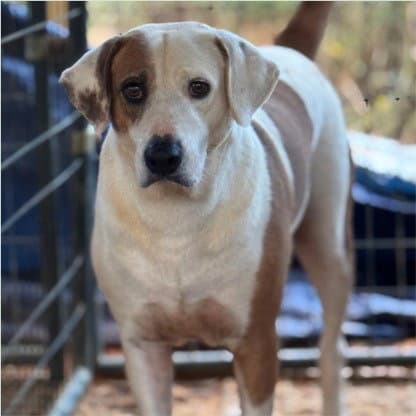 Charlie - Courtesy Post Adopt Me - Hound
