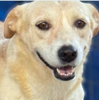 Chelsea - Courtesy Post Adopt Me - Labrador Retriever