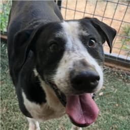 Jerry - Courtesy Post Adopt Me image 1