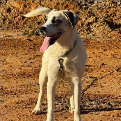 Lexie - Courtesy Post Adopt Me - Shepherd