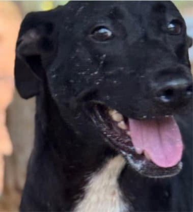Luna - Courtesy Post Adopt Me - Labrador Retriever