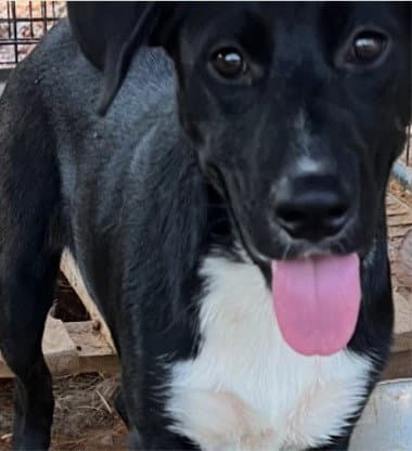 Monty - Courtesy Post Adopt Me - Labrador Retriever