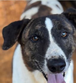 Murphy - Courtesy Post Adopt Me image 1