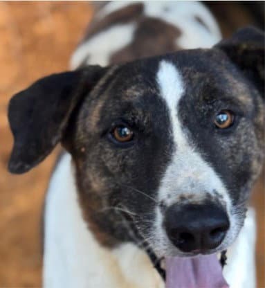 Murphy - Courtesy Post Adopt Me - Siberian Husky