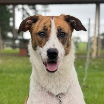 Rosie - Courtesy Post Adopt Me - Terrier
