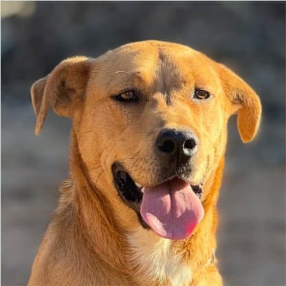Sonny - Courtesy Post Adopt Me - Shepherd