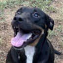 Tom - Courtesy Post Adopt Me - Rottweiler