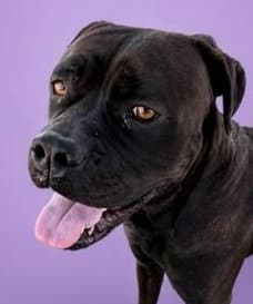 Adira - Courtesy Post Adopt Me - Cane Corso Mastiff