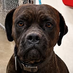 Adira - Courtesy Post Adopt Me image 3