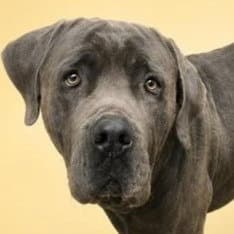 Gray - Courtesy Post Foster Or Adopt Me