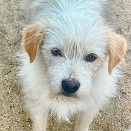Benji - Courtesy Post Adopt Me image 1