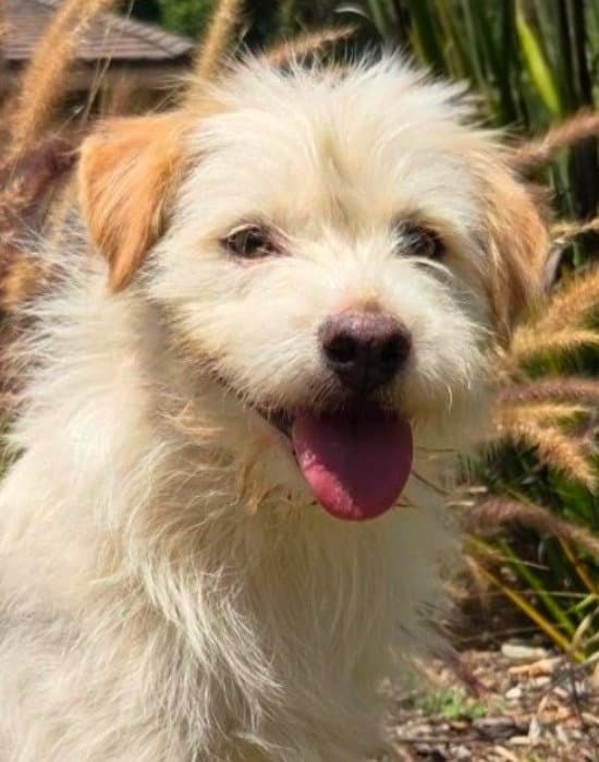 Benji - Courtesy Post Adopt Me - Terrier