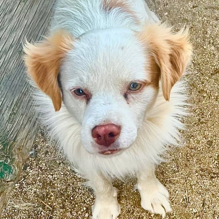 Ringo - Courtesy Post Adopt Me - Terrier