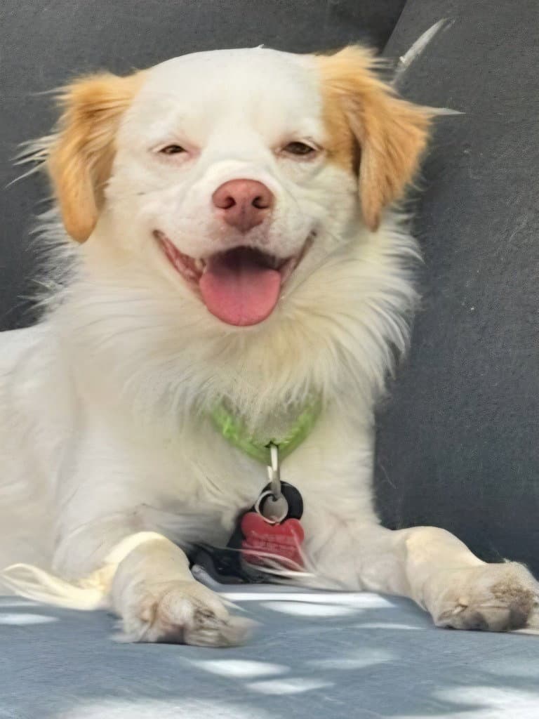 Ringo - Courtesy Post Adopt Me - Terrier