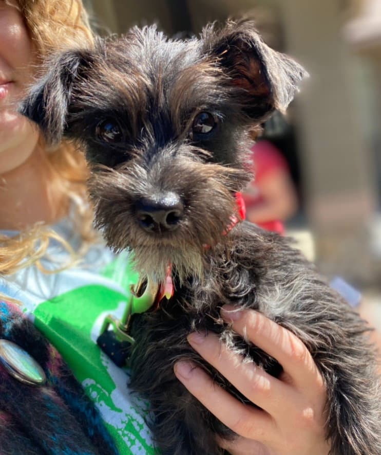 Ponchito Obi Wan Kenobi - Terrier