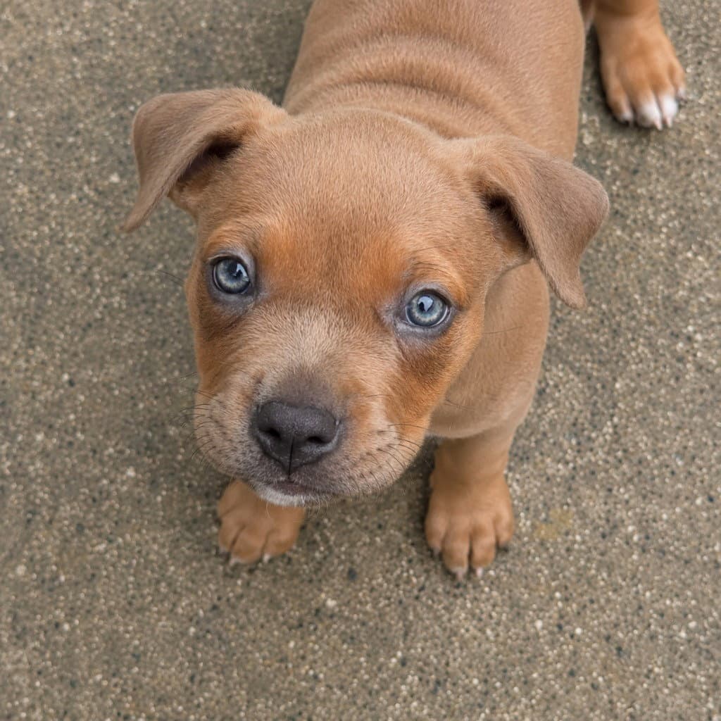 Fawn - Adopt Me - American Staffordshire Terrier