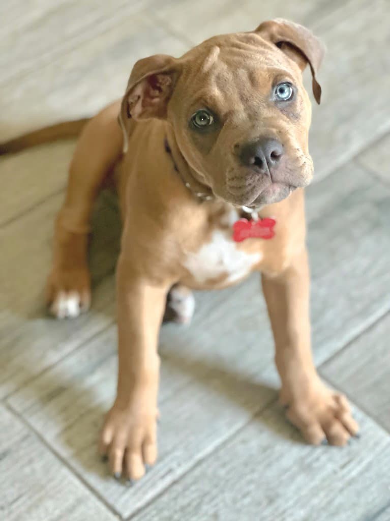 Fawn - Adopt Me - American Staffordshire Terrier