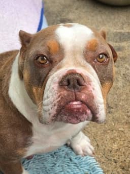 Marshmallow - Foster Or Adopt Me image 1