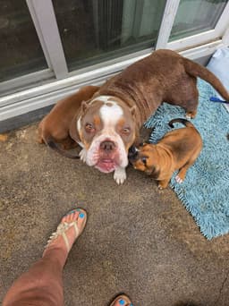 Marshmallow - Foster Or Adopt Me image 2