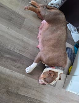 Marshmallow - Foster Or Adopt Me image 3