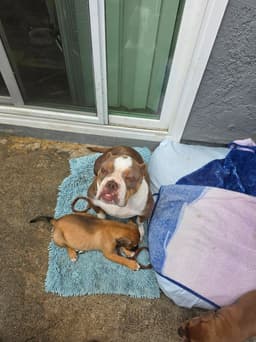 Marshmallow - Foster Or Adopt Me image 4