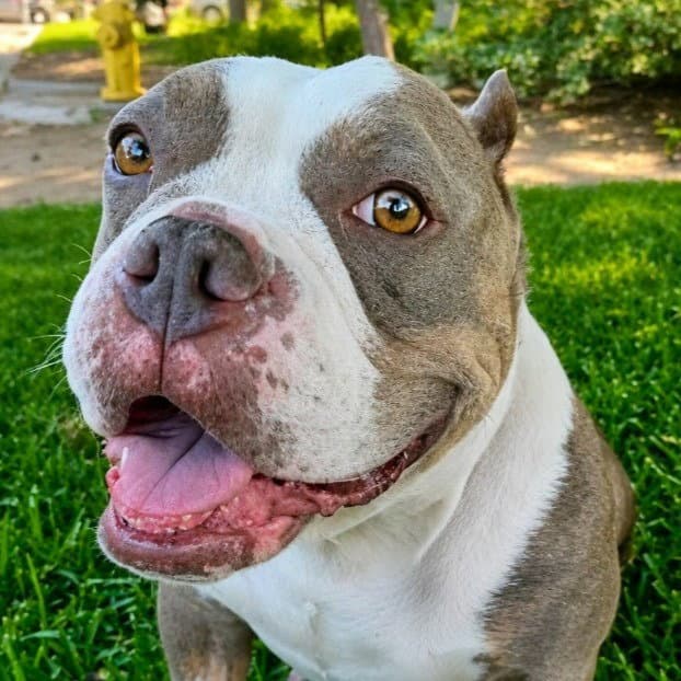 Marshmallow - Foster Or Adopt Me - American Staffordshire Terrier