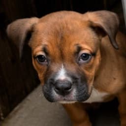 Woody - Adopt Me image 1