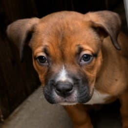 Woody - Adopt Me - American Staffordshire Terrier