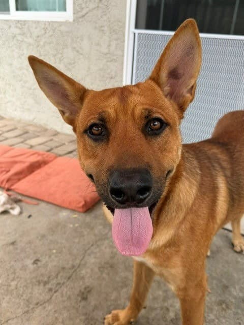 Frankie Courtesy Post - Adopt Me - Shepherd