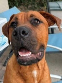 Rocco - Courtesy Post Adopt Me - Boxer