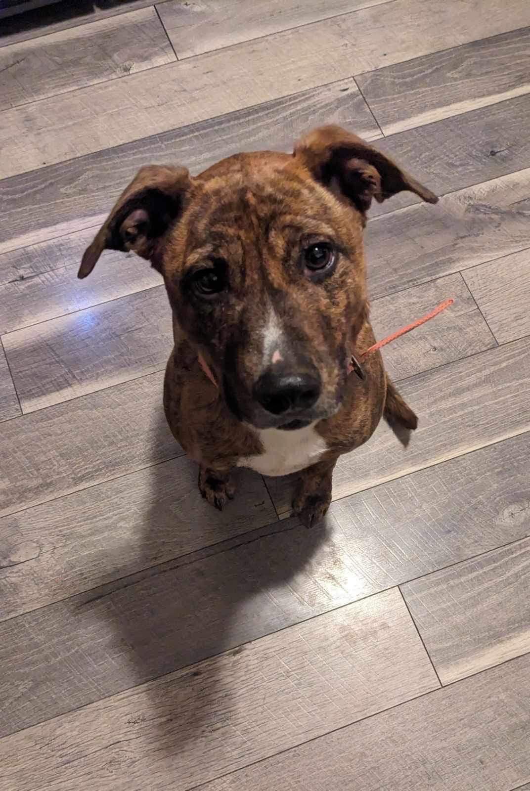 Rosiebrooklyn - Terrier